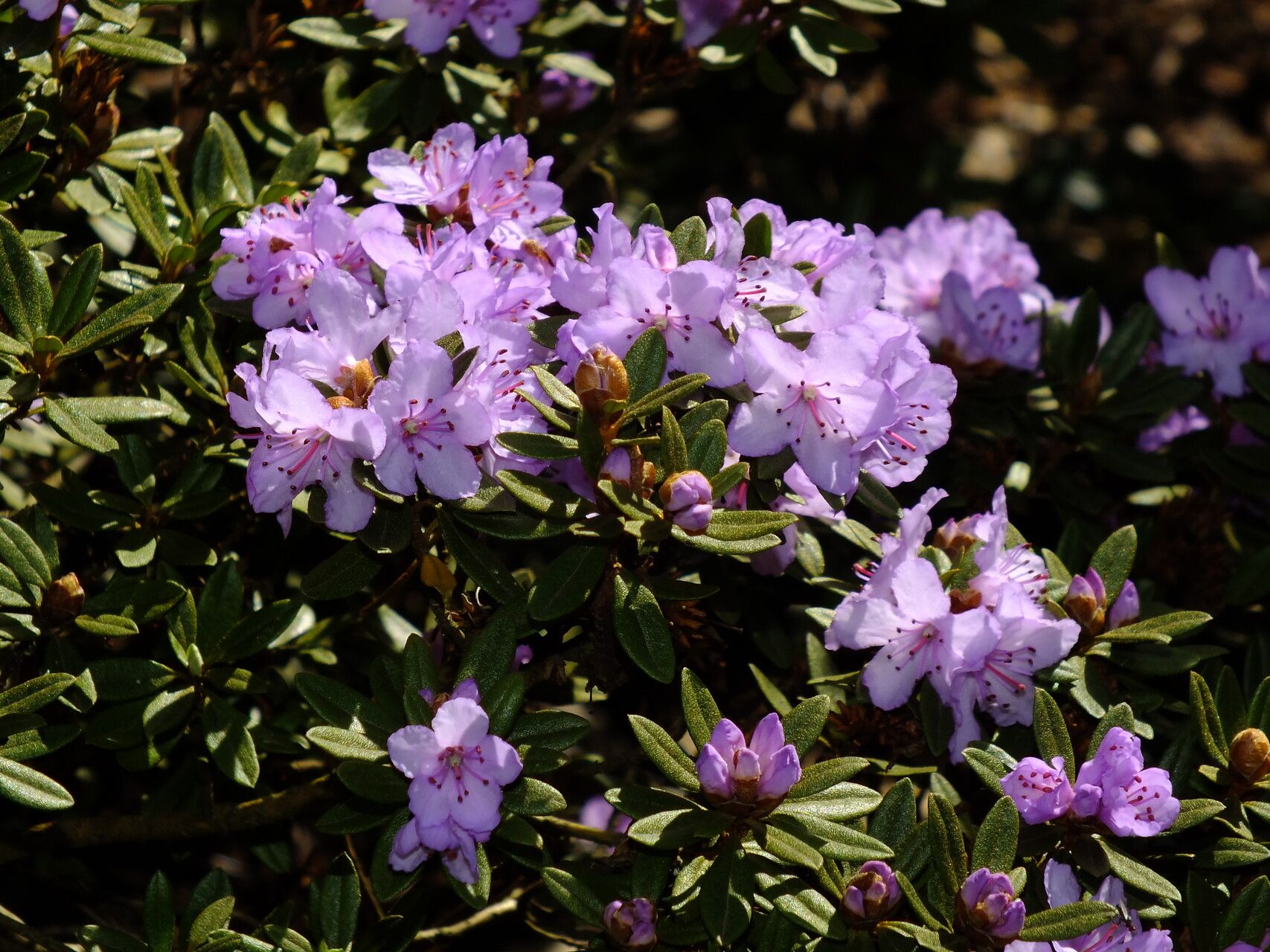 Rhododendron polycladum flower