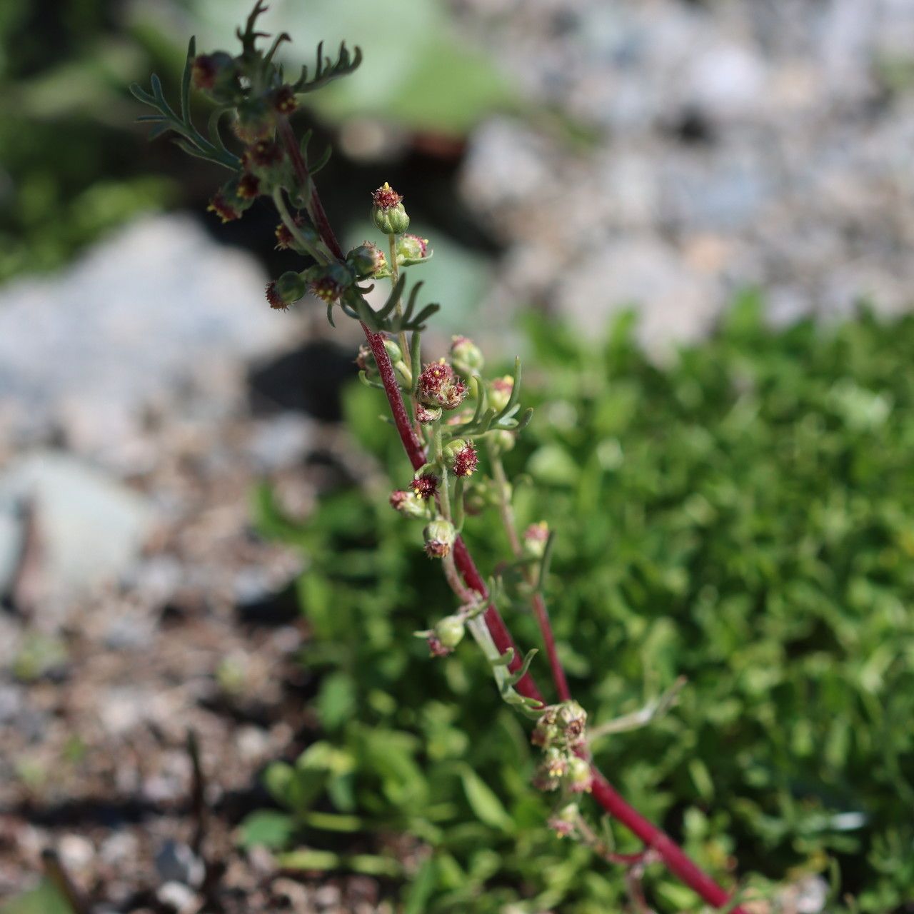 Artemisia borealis flower