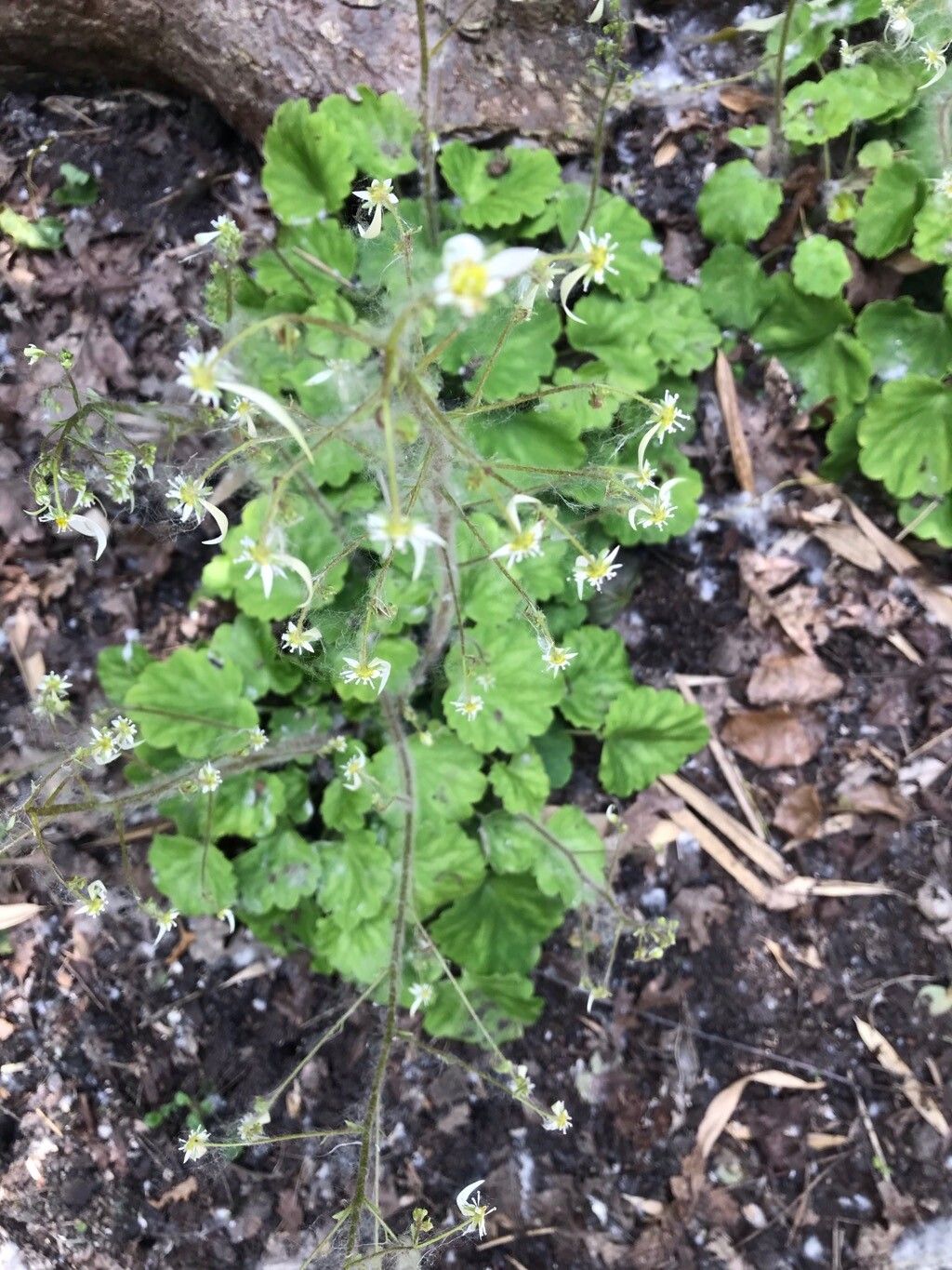 Saxifraga epiphylla flower