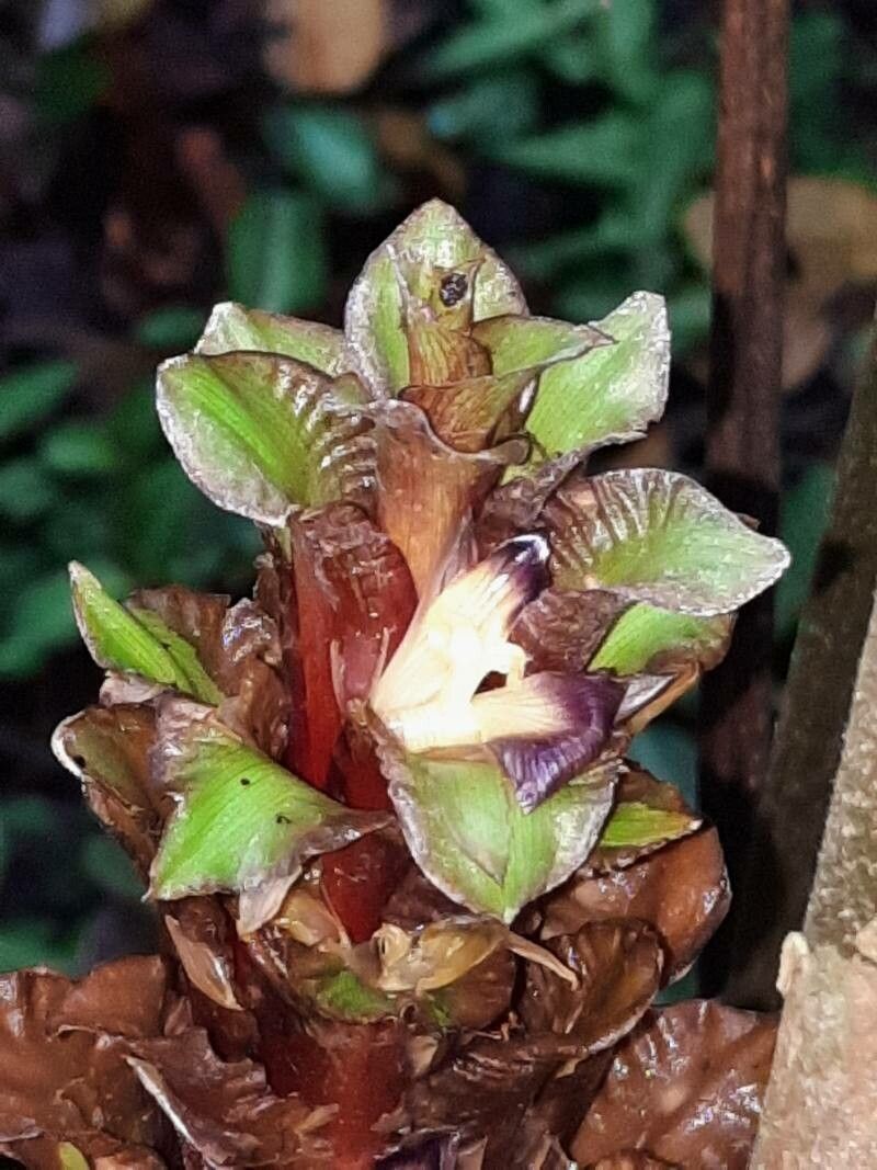 Calathea guzmanioides flower
