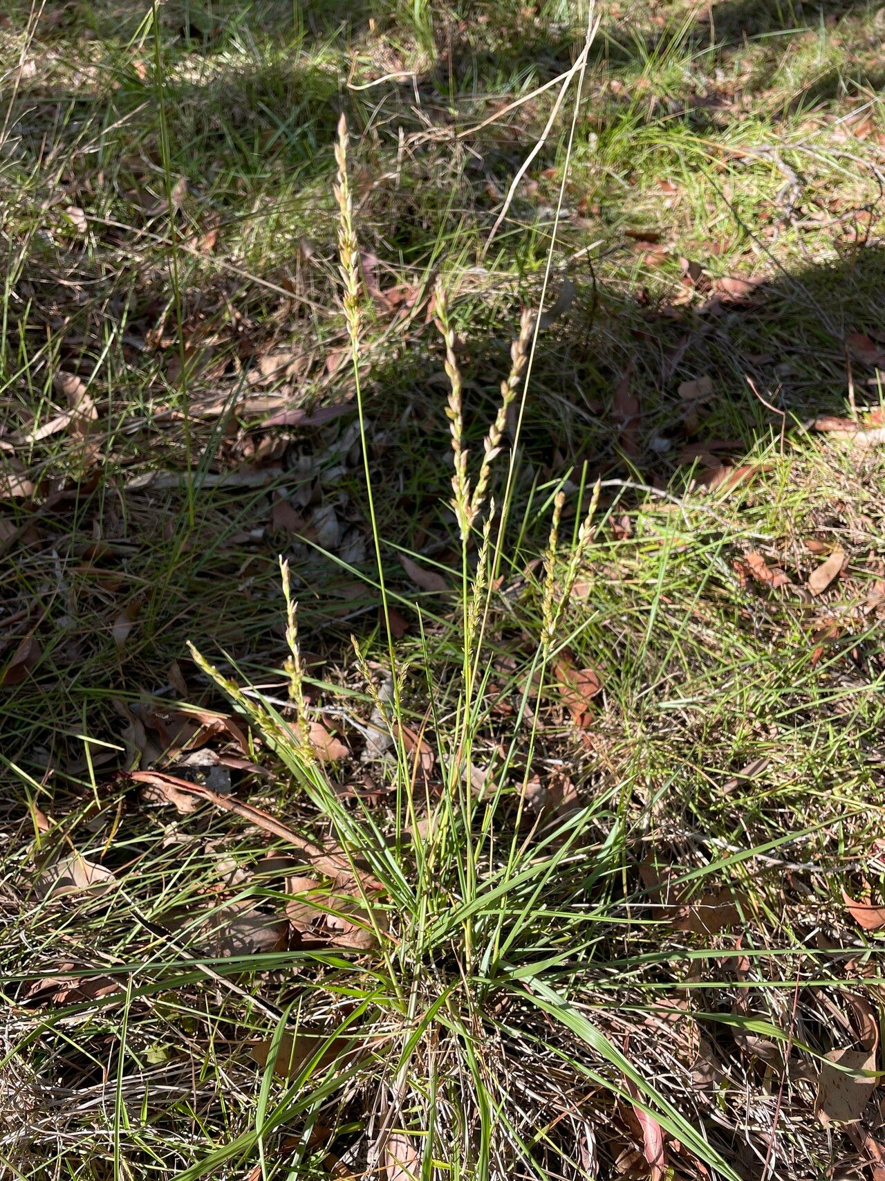 Alloteropsis semialata habit