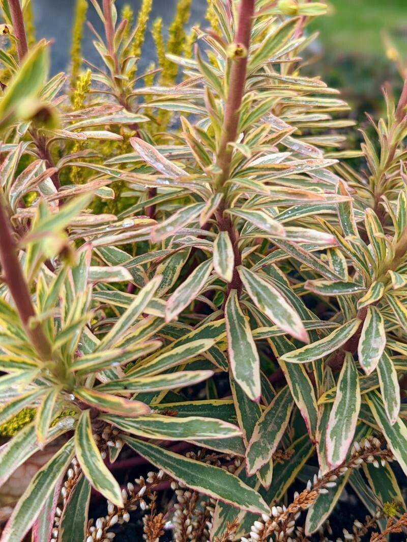 Euphorbia x martinii — houseplant care guide