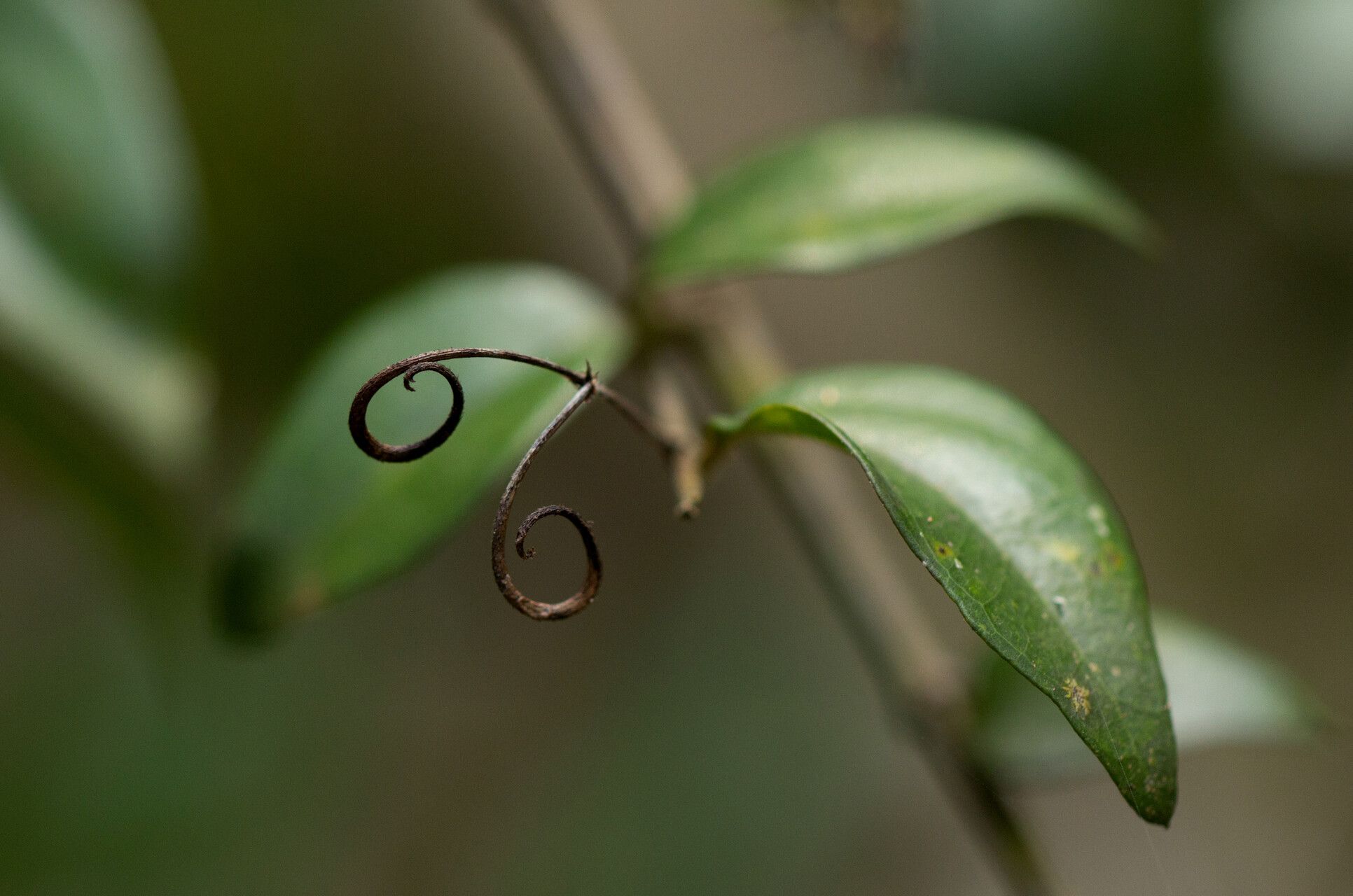 Strychnos panganensis leaf