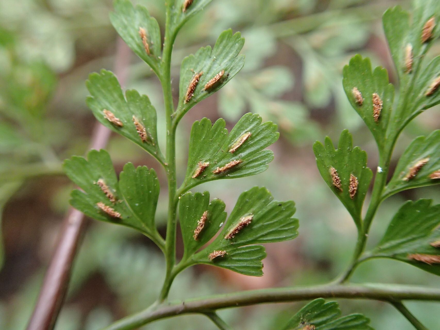 Asplenium laserpitiifolium habit