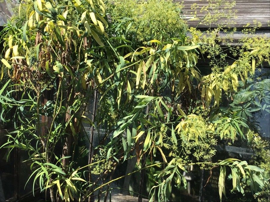 Bupleurum salicifolium — search result for 'Bupleurum'