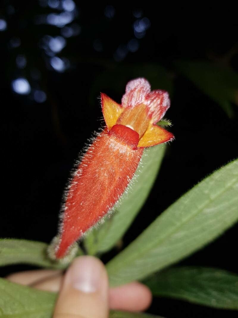 Columnea anisophylla flower