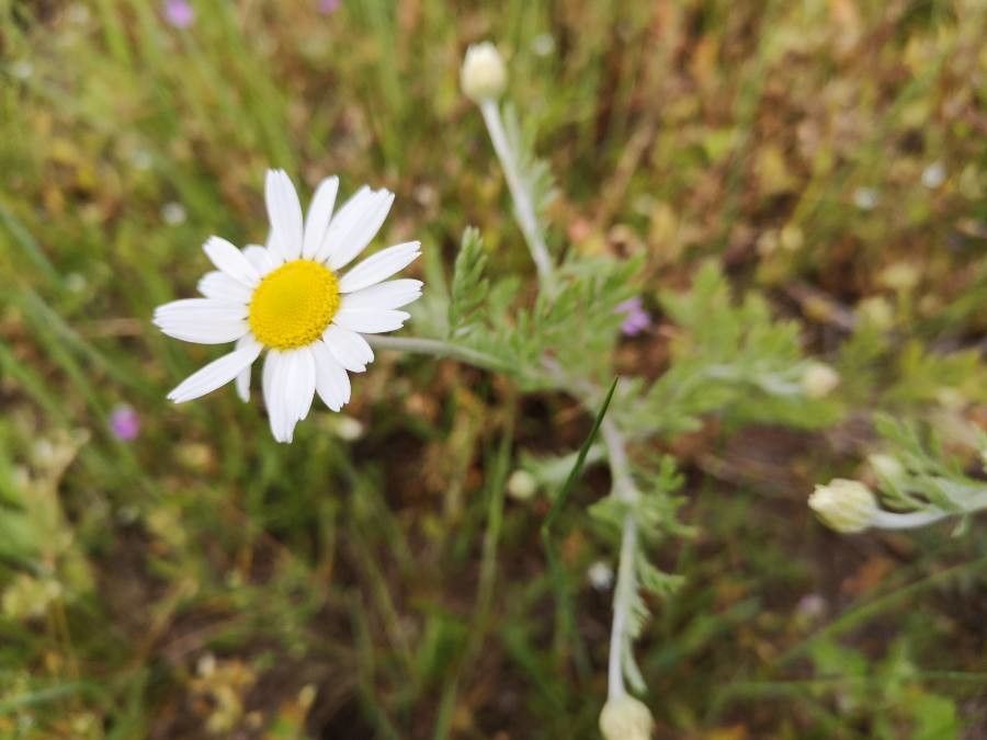 Anthemis ruthenica — search result for 'Anthemis'