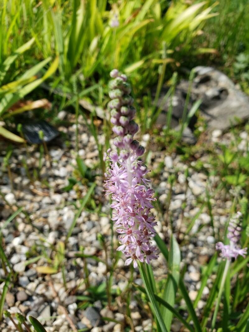 Barnardia japonica flower
