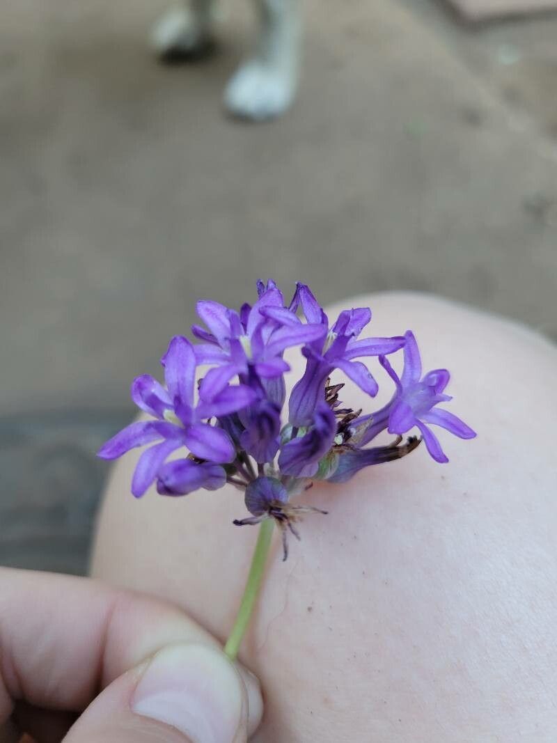 Dichelostemma multiflorum leaf