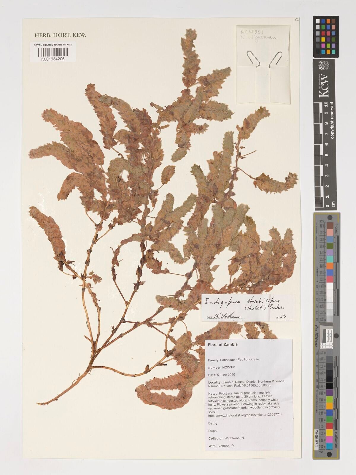 Indigofera strobilifera — houseplant care guide