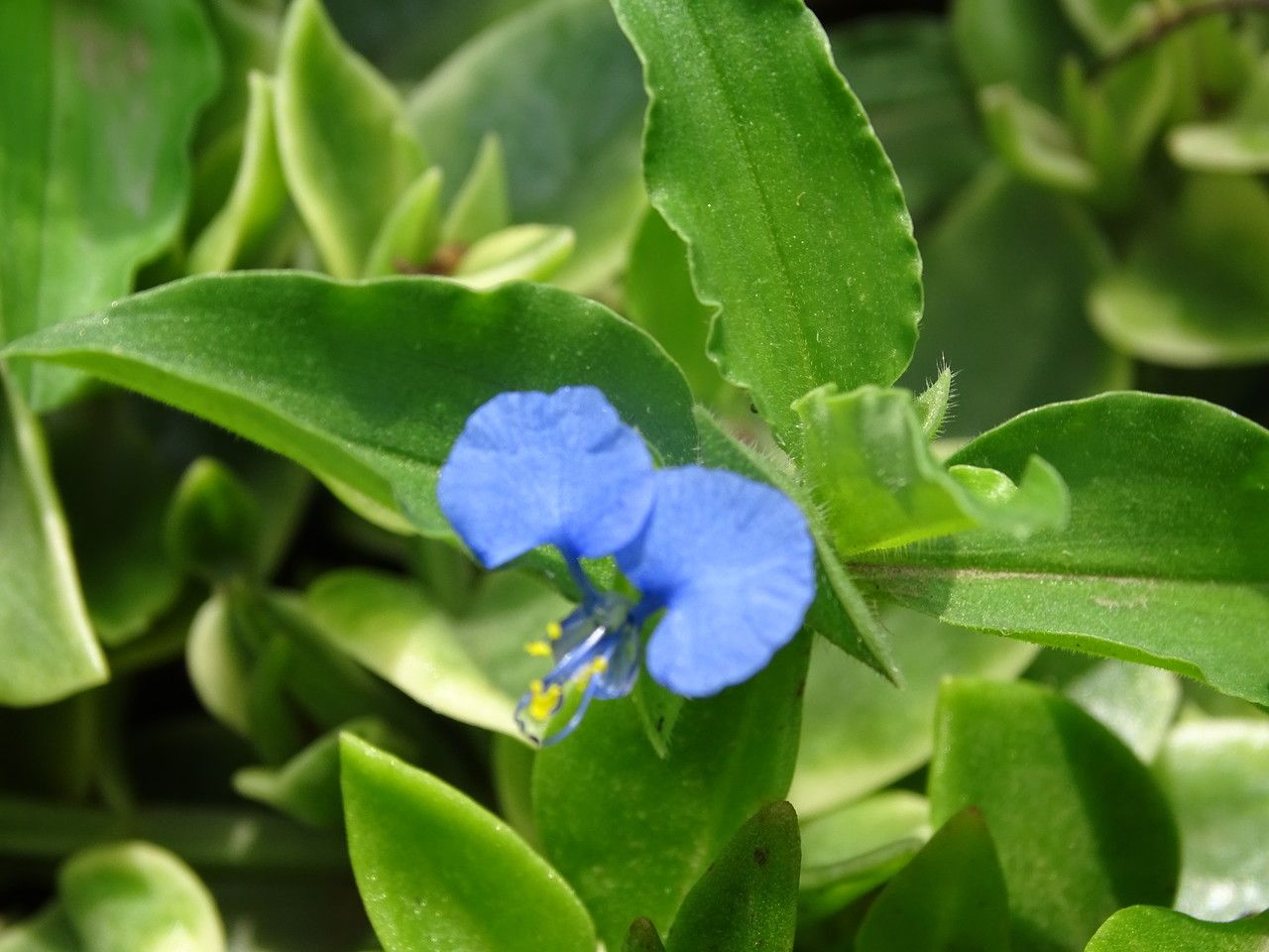 Commelina latifolia flower