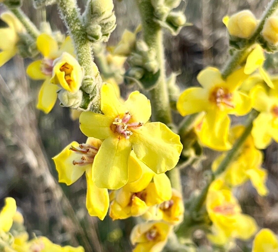 Verbascum dentifolium flower