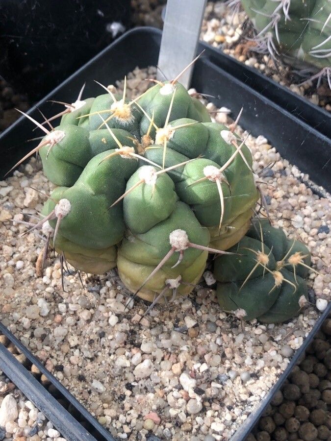 Gymnocalycium capillense — search result for 'Gymnocalycium'