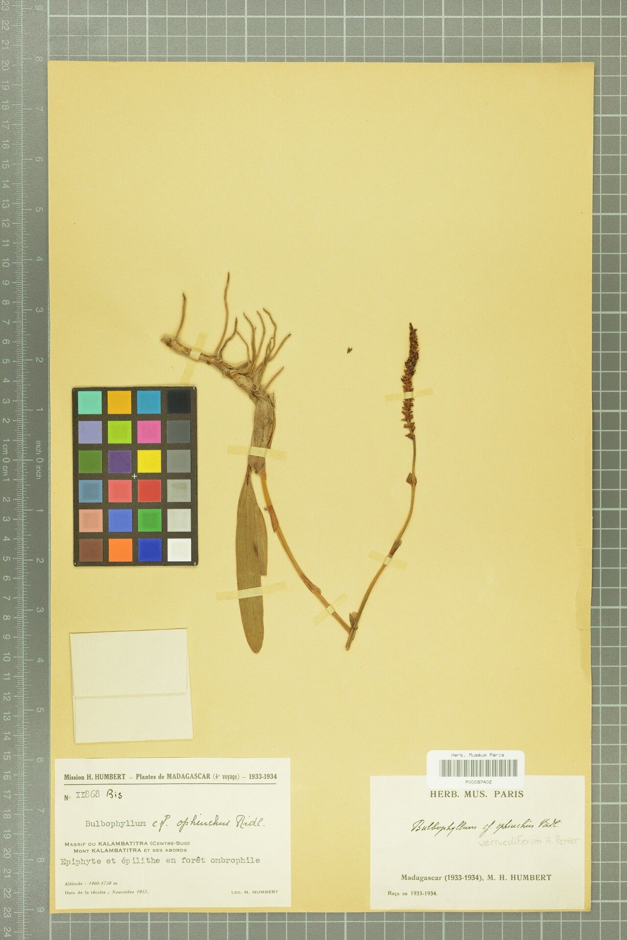 Bulbophyllum verruculiferum — houseplant care guide