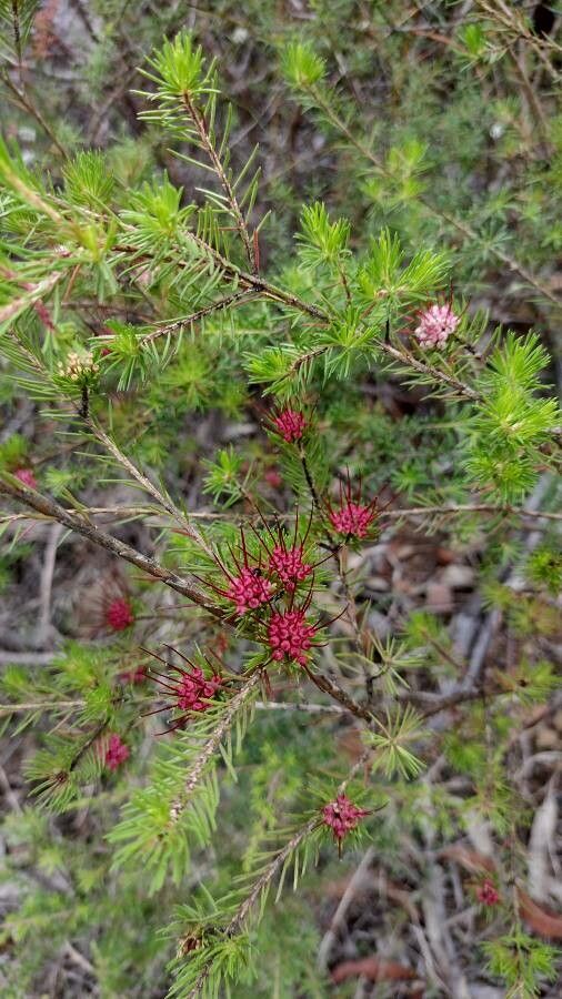 Darwinia fascicularis habit