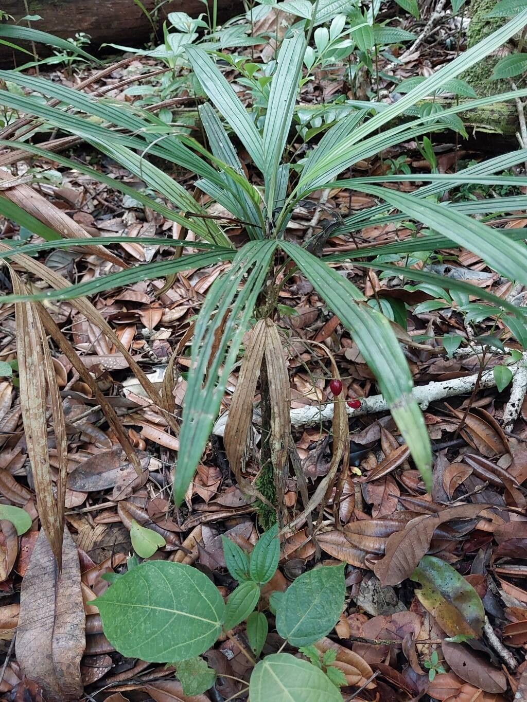 Dypsis mahia habit
