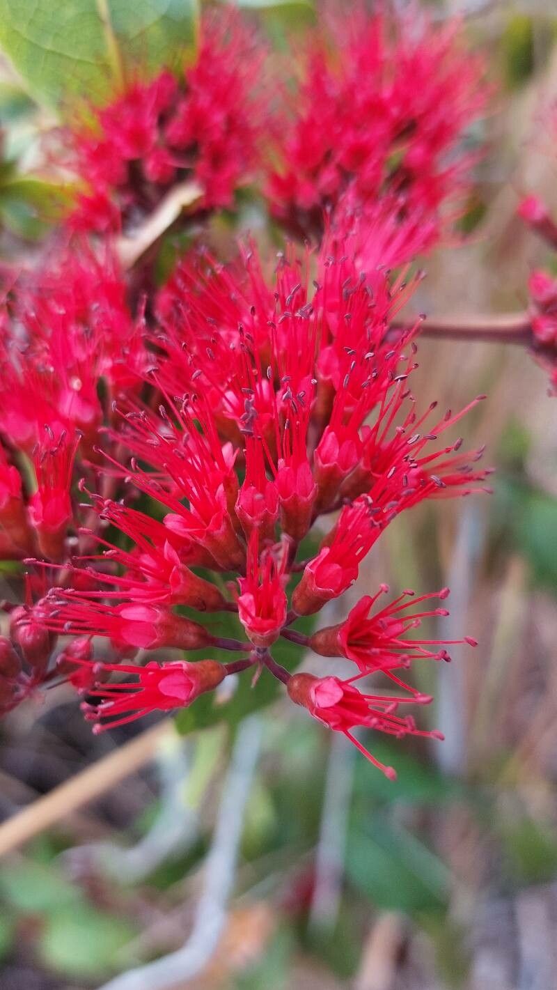 Combretum coccineum flower
