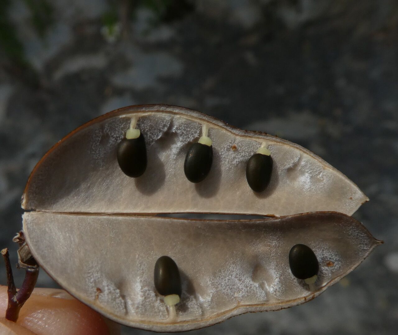 Cytisophyllum sessilifolium fruit