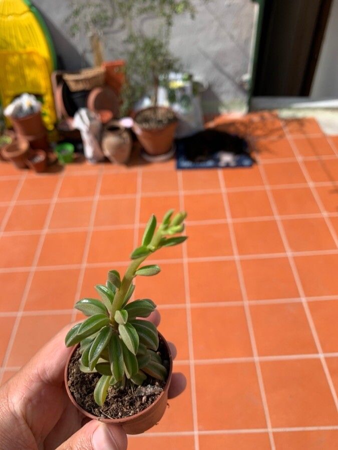 Peperomia asperula leaf
