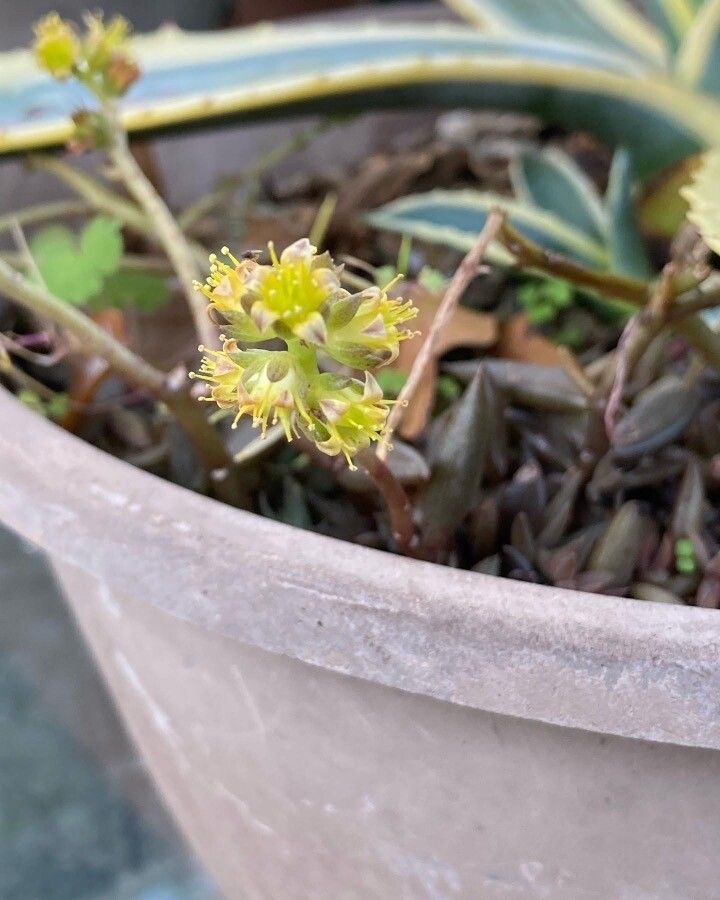 Lenophyllum acutifolium flower