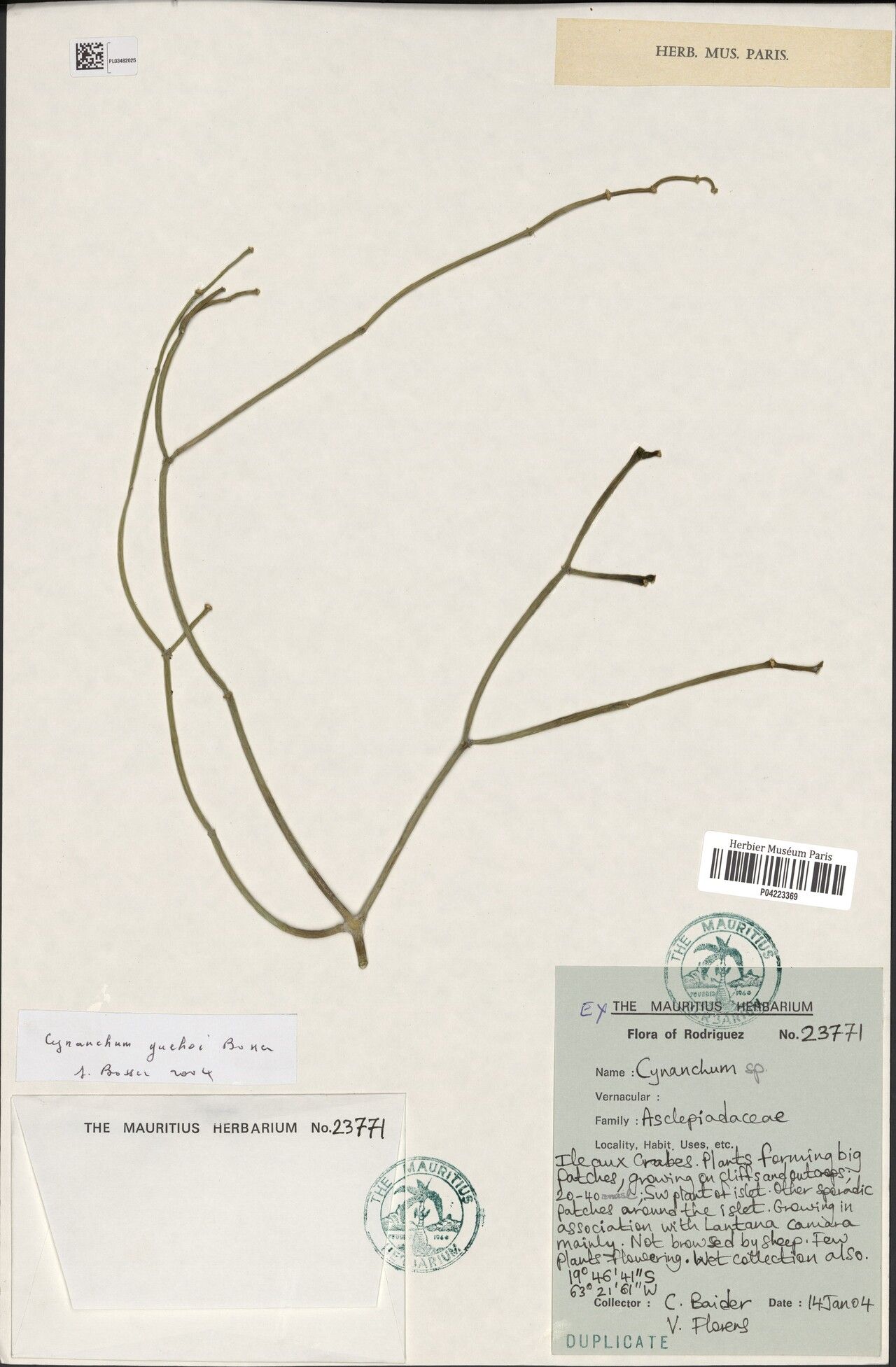 Cynanchum guehoi — houseplant care guide