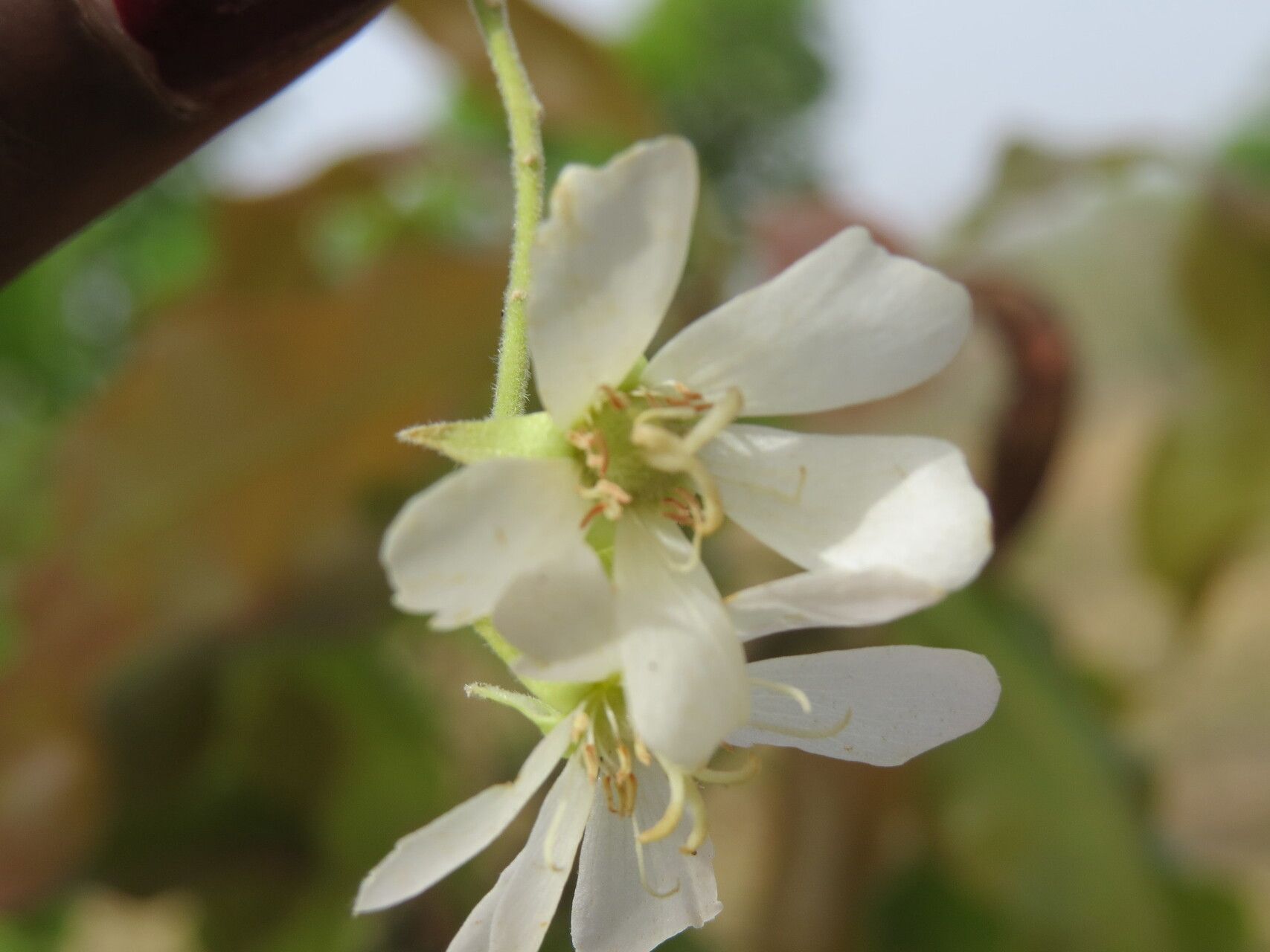 Dombeya quinqueseta flower