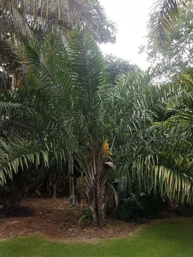 Syagrus oleracea — houseplant care guide