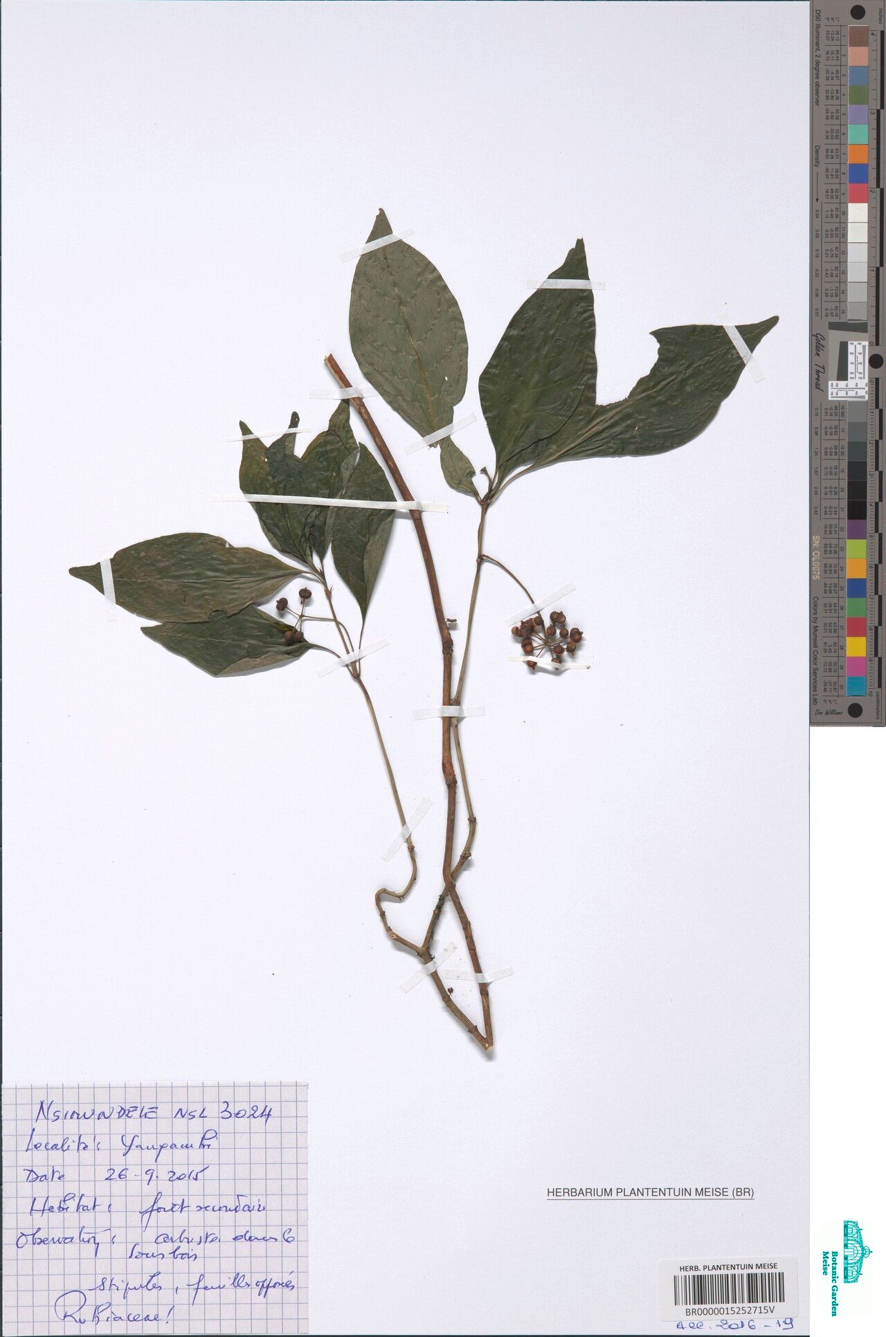 Psychotria nigropunctata — houseplant care guide