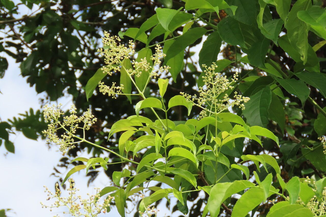 Turpinia occidentalis leaf