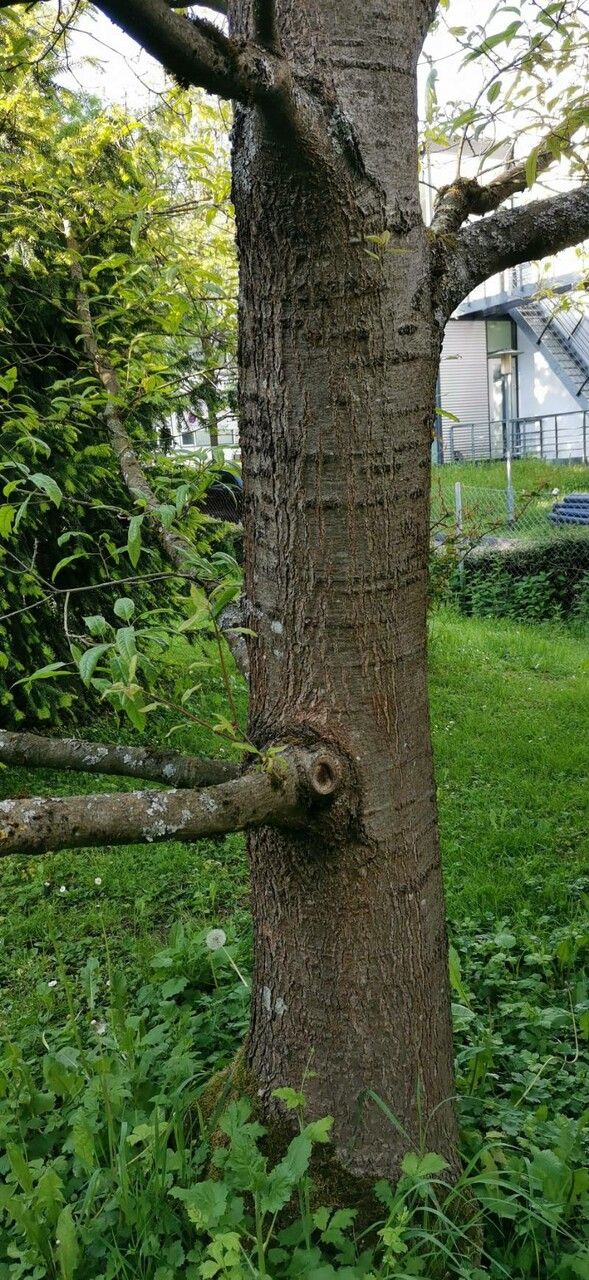 Quercus × leana bark