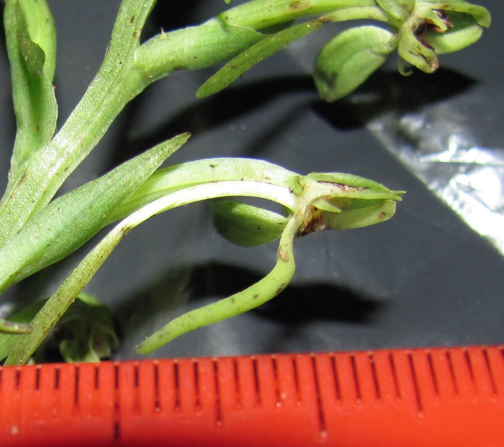 Habenaria alata fruit