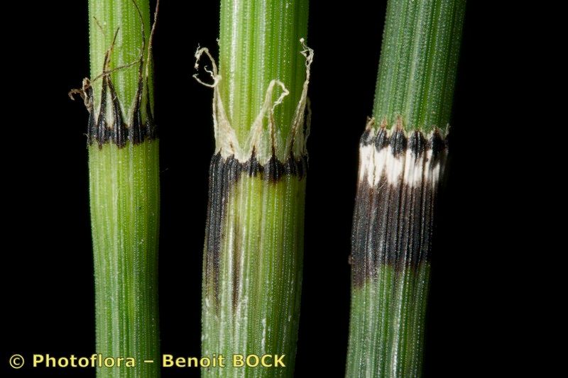 Equisetum × trachyodon other