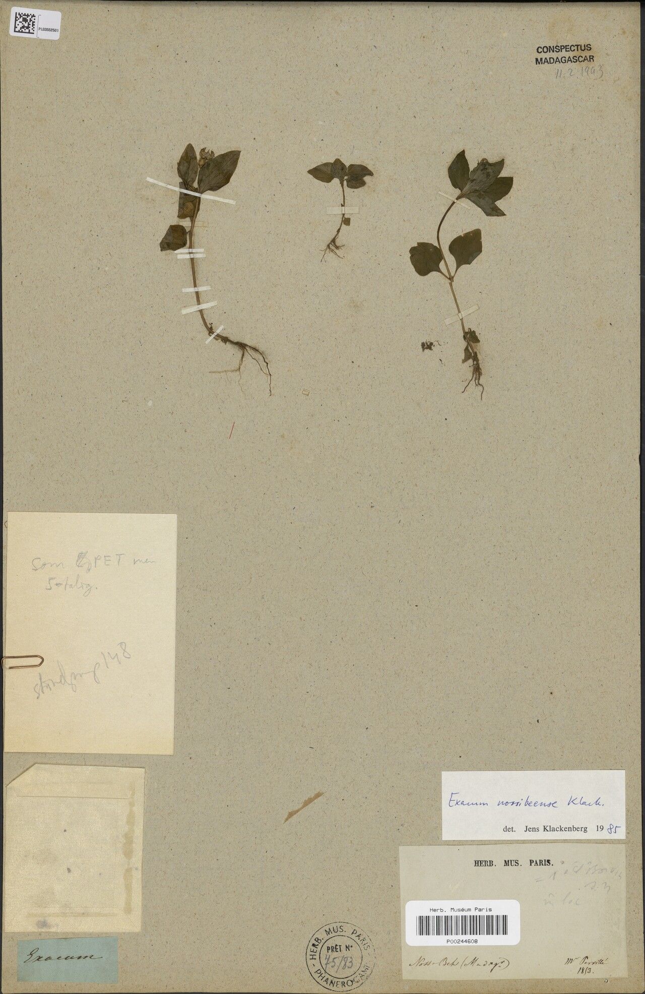 Exacum nossibeense — houseplant care guide