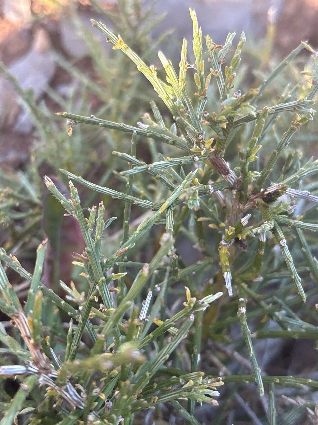 Genista legionensis — search result for 'Genista'