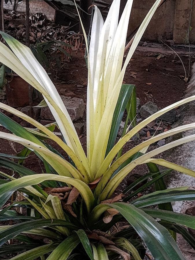 Freycinetia arborea — search result for 'Pandanaceae'