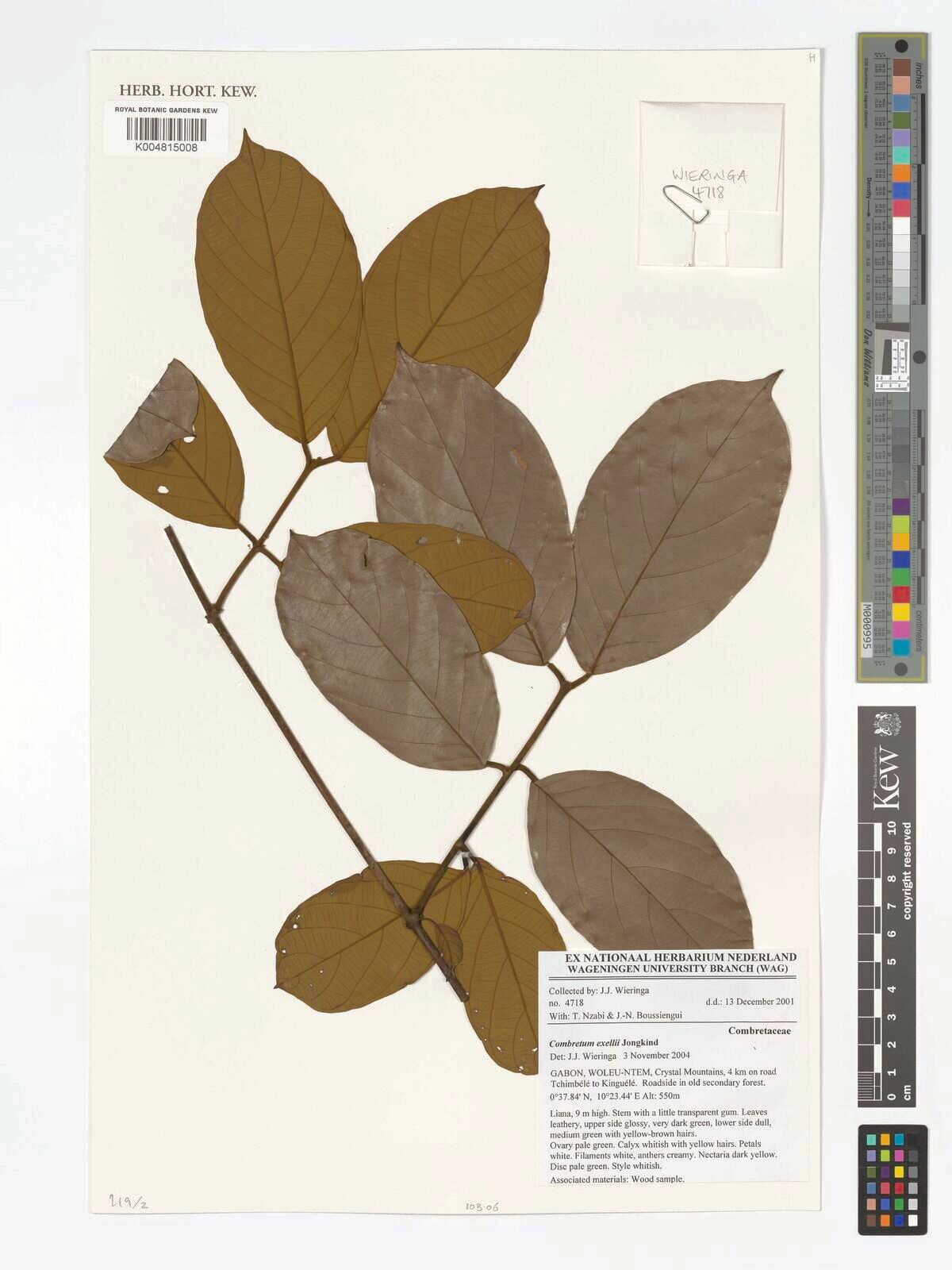 Combretum exellii — houseplant care guide