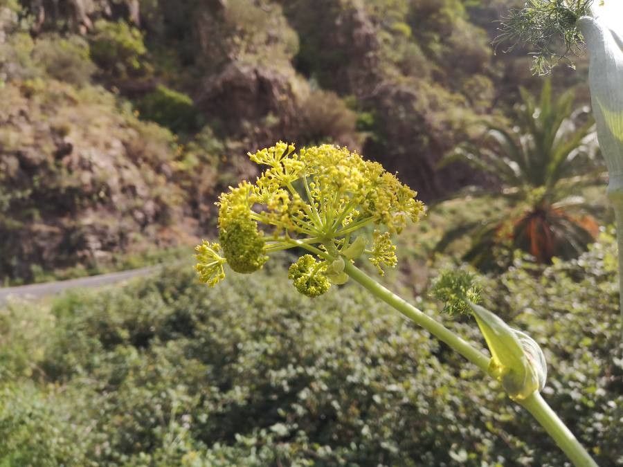 Ferula linkii flower