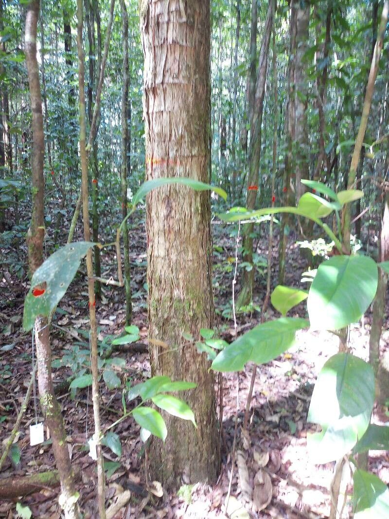 Mouriri huberi — search result for 'Mouriri'