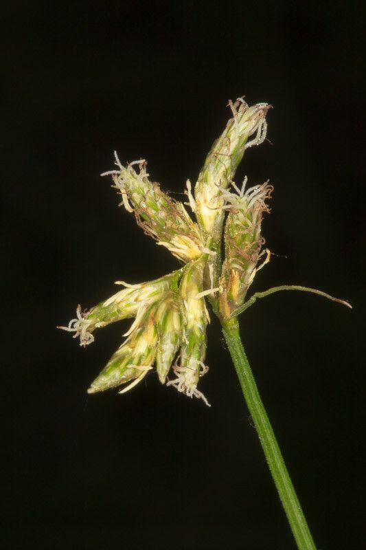 Carex brizoides flower