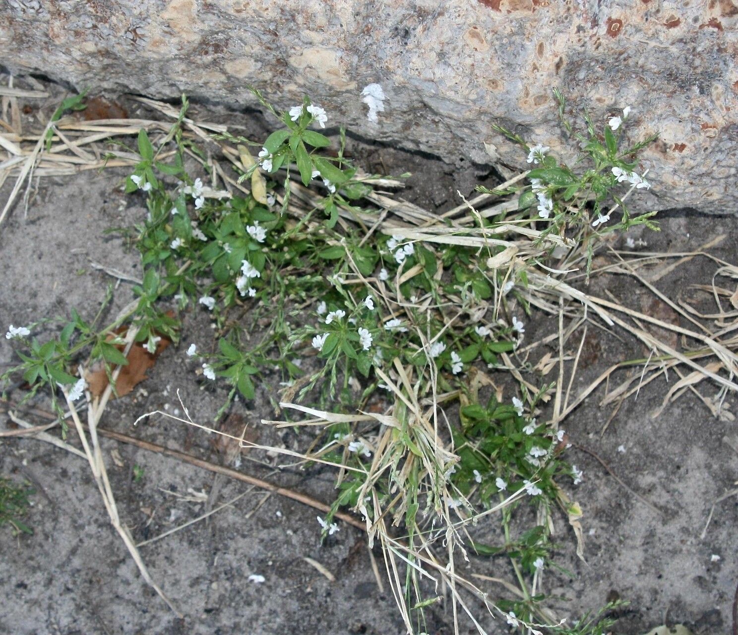 Justicia anselliana — houseplant care guide