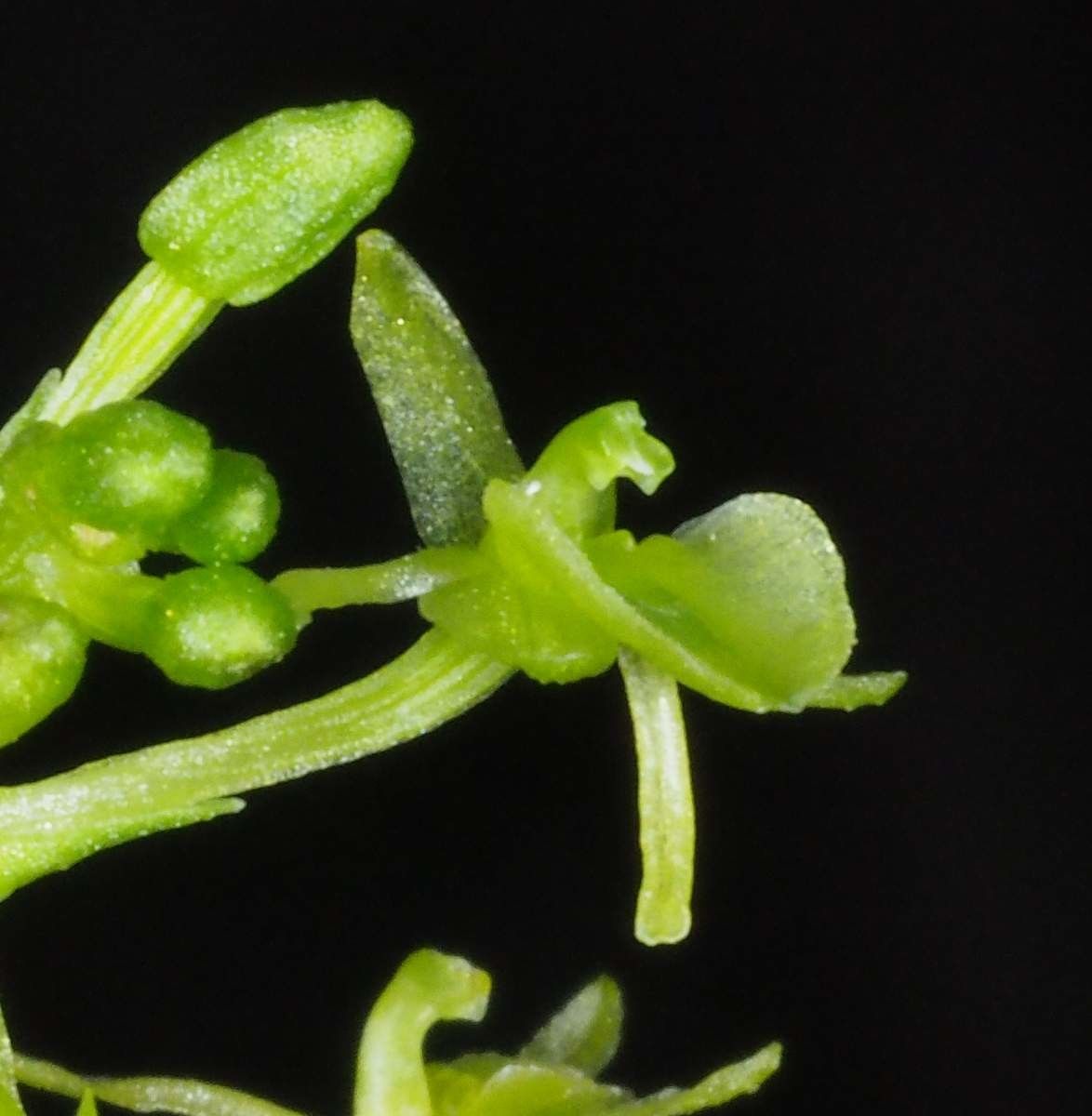 Liparis zosterops fruit