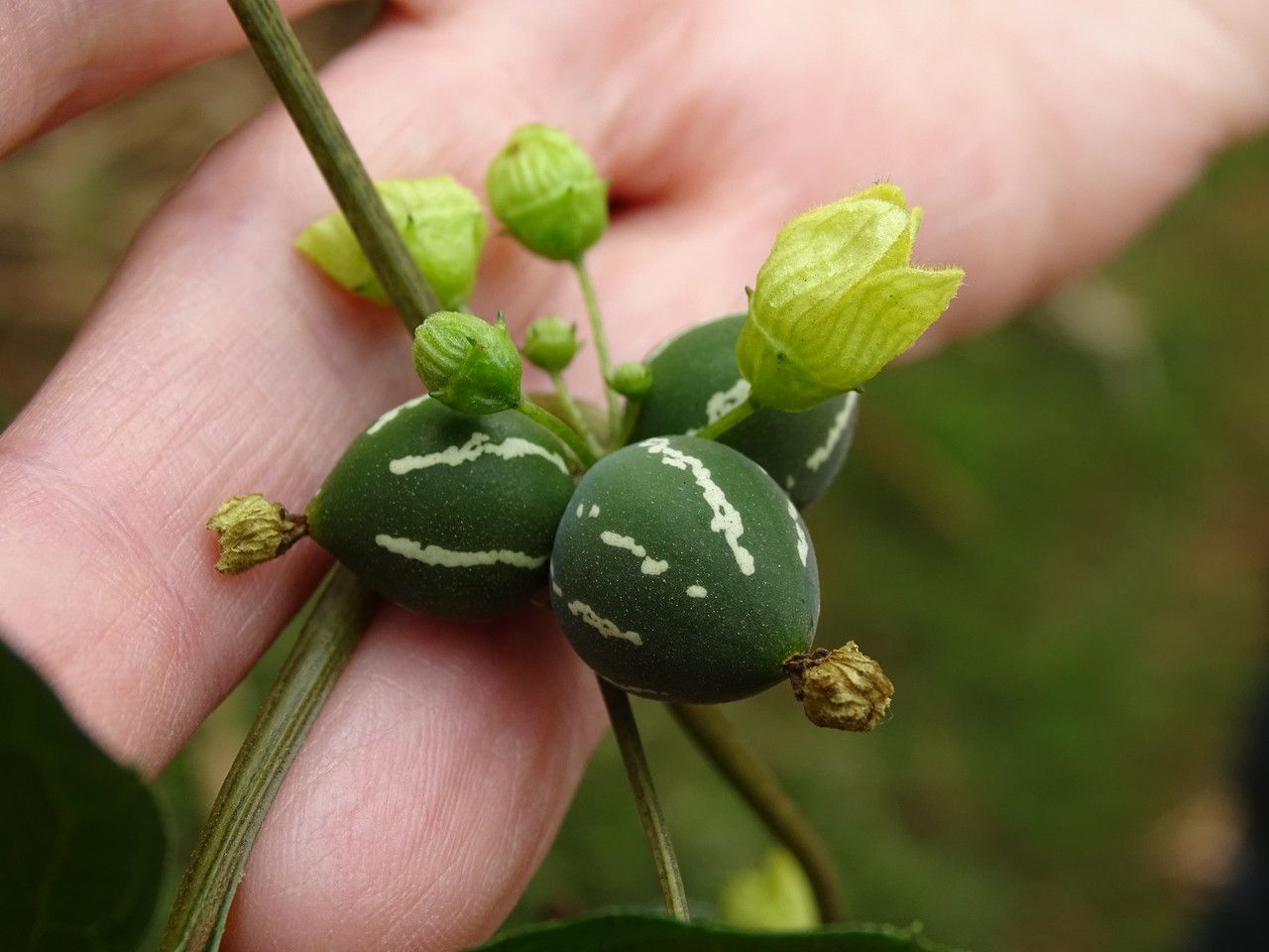 Diplocyclos palmatus fruit