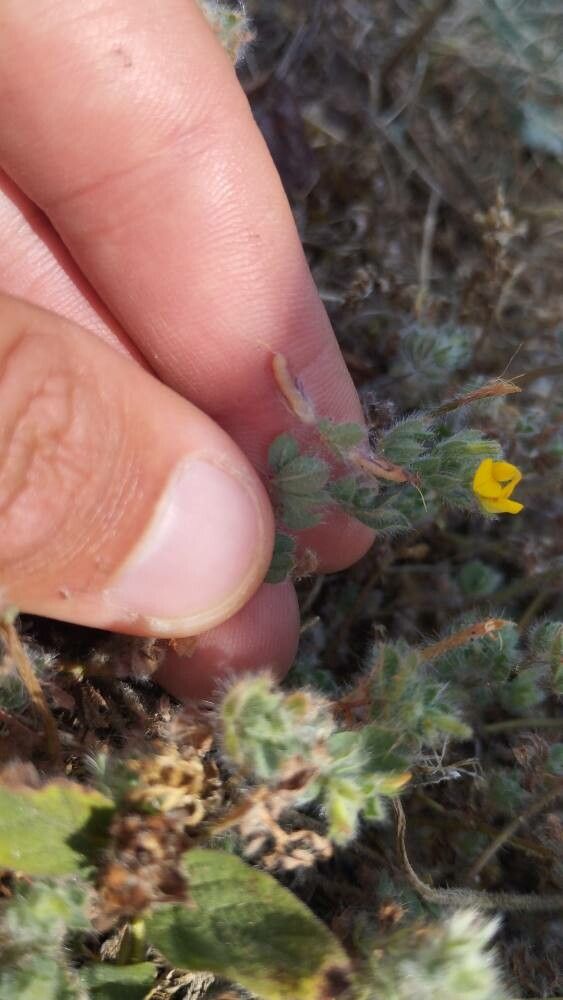 Lotus subbiflorus fruit