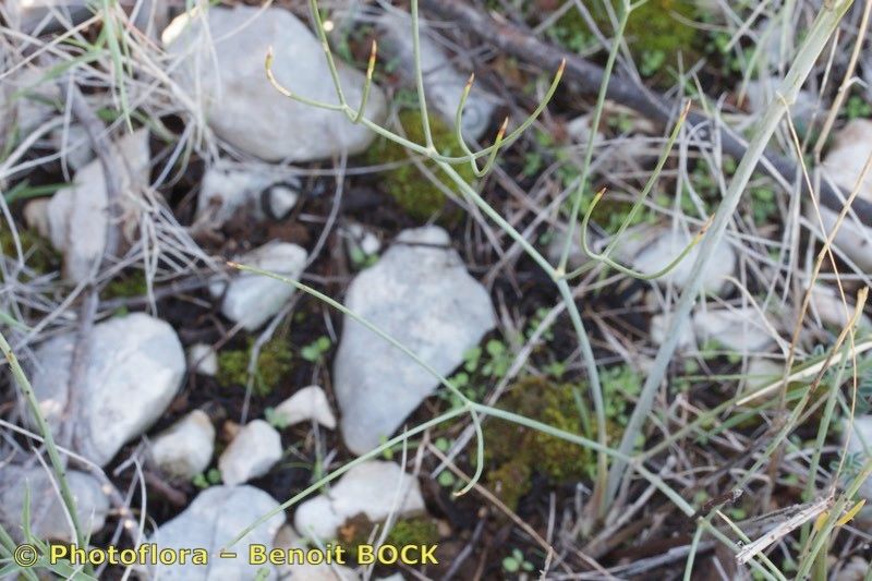 Seseli tomentosum habit