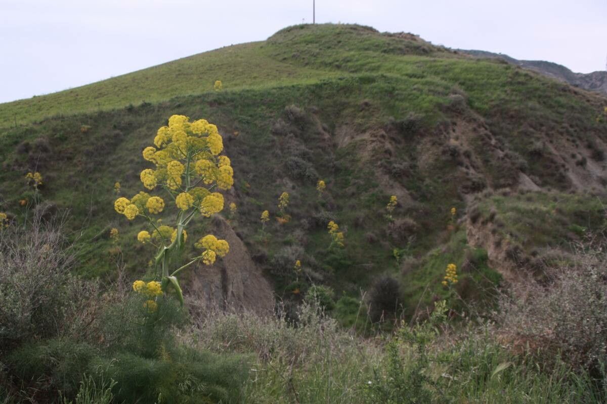 Ferula linkii — search result for 'Ferula'
