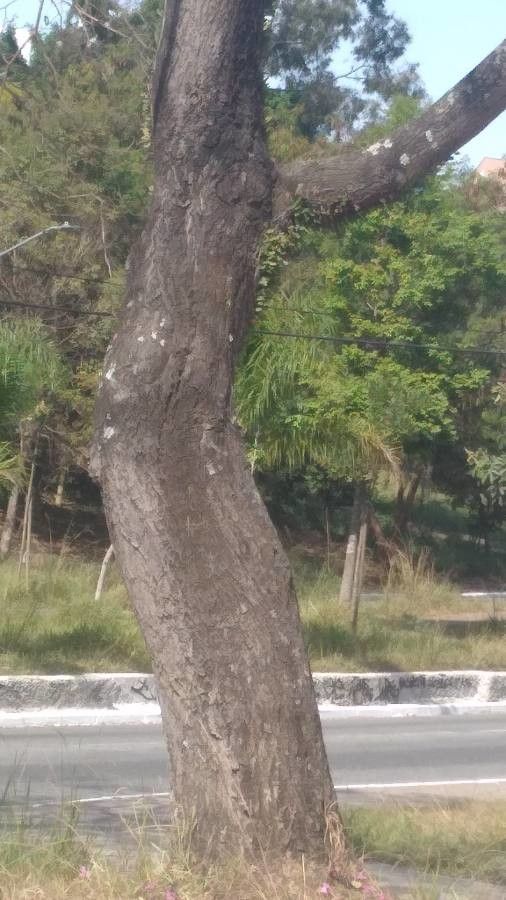 Tabebuia impetiginosa bark