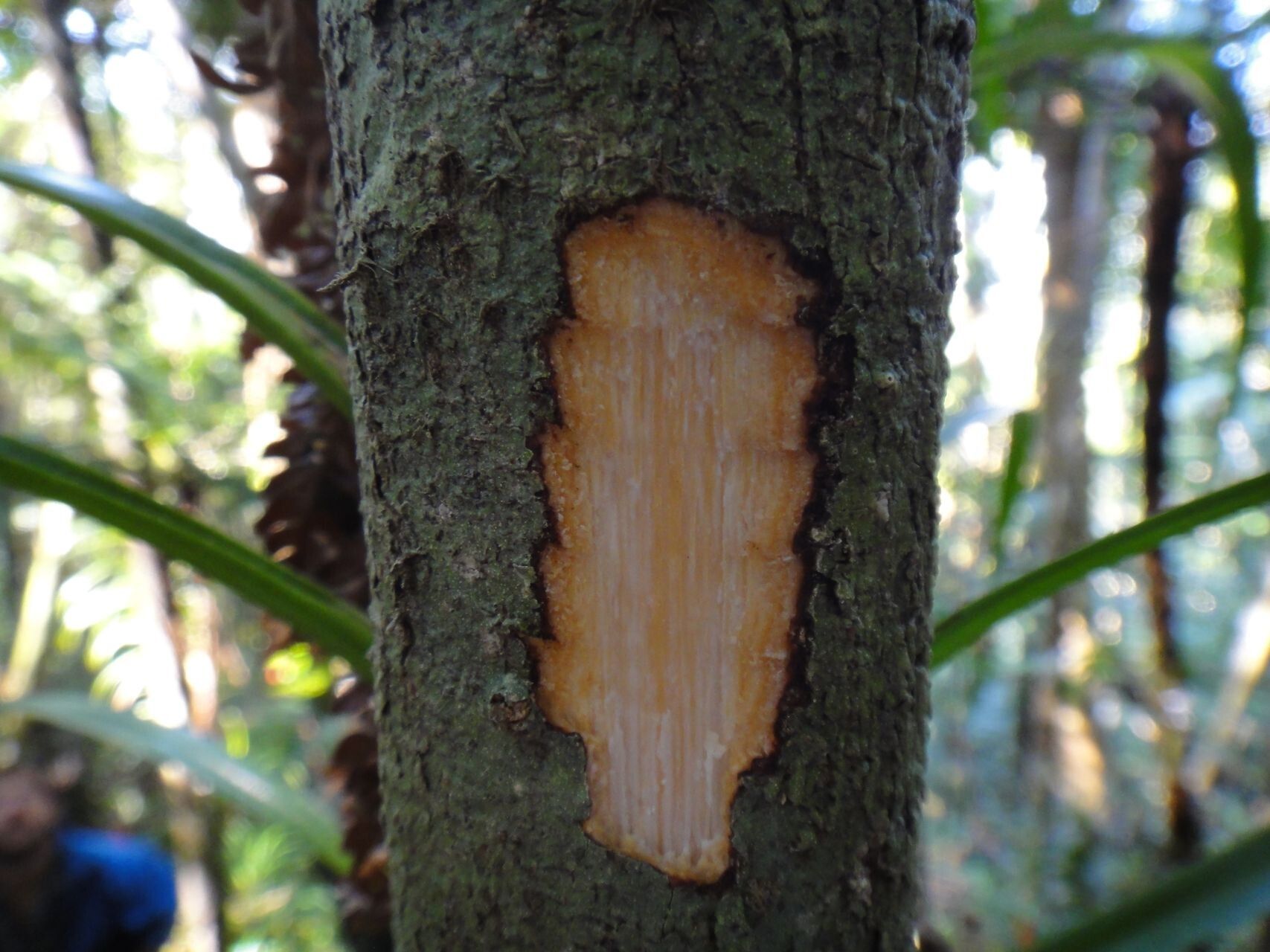 Planchonella pronyensis bark