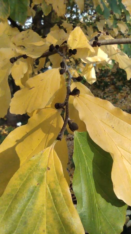 Parrotia subaequalis leaf