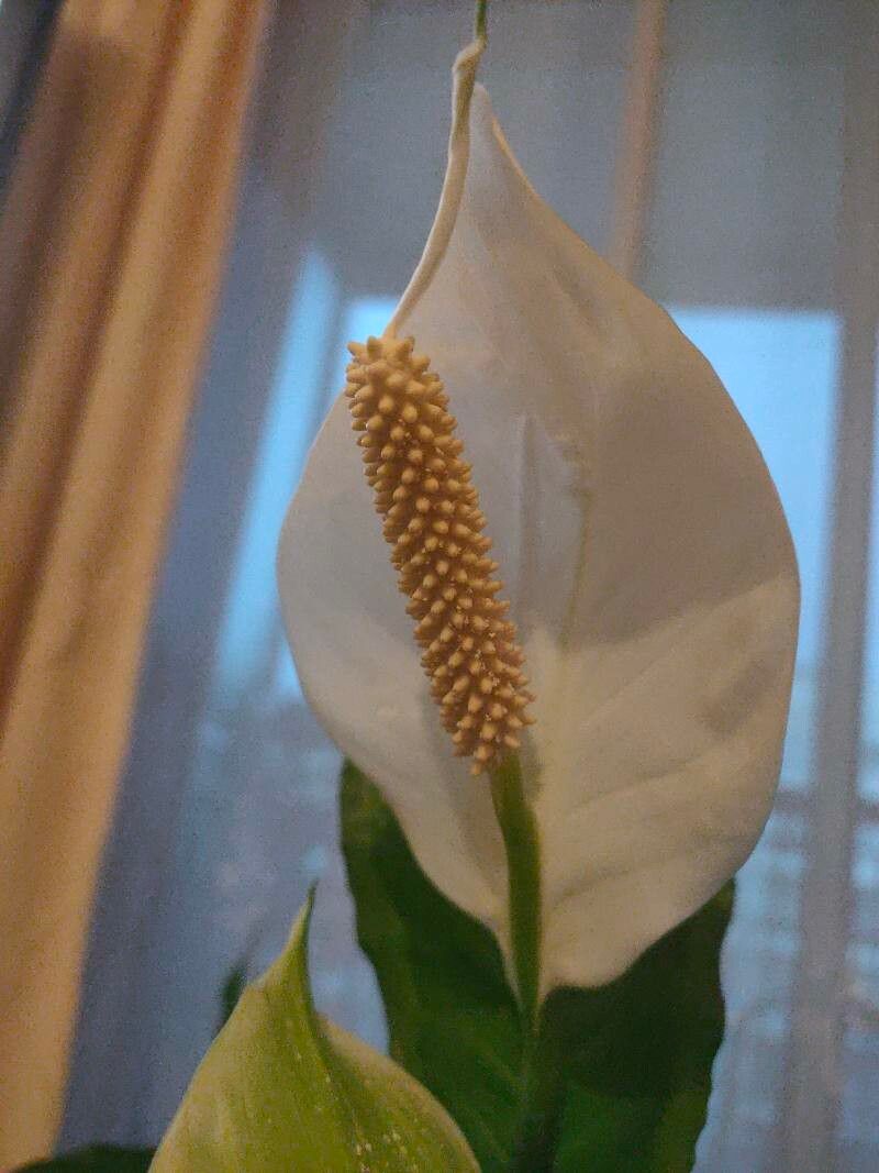 Spathiphyllum cochlearispathum