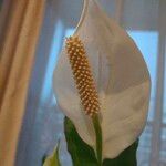 Spathiphyllum cochlearispathum